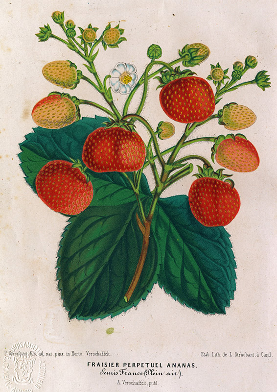 Copertina del libro Fraisier Perpetuel Ananas, raffigurante una pianta di fragole che stanno crescendo