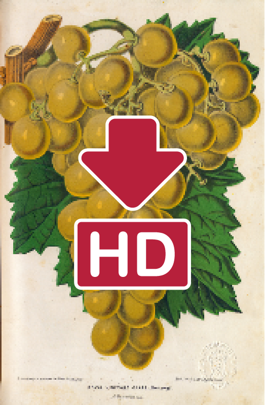 Copertina del libro Royal Vineyard Grape, raffigurante un grappolo d'uva