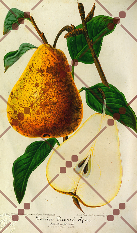 Copertina del libro Poire Beurré Spae, scritto da Charles Antoine Lemaire, raffigurante le due metà di una pera